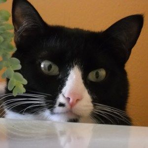 Meet your Posher, Tracy